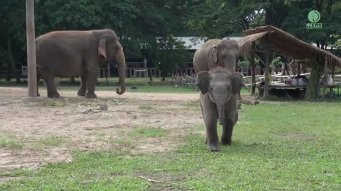 Baby Elephant Wan Mai Outing - ElephantNews