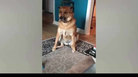 Funniest Dogs Try Not To Laugh