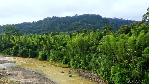 Forest of the Tropics in 4K