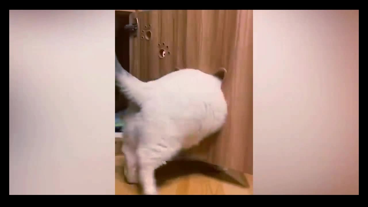 Wildly Funny: Animal Antics Unleashed Part - 2