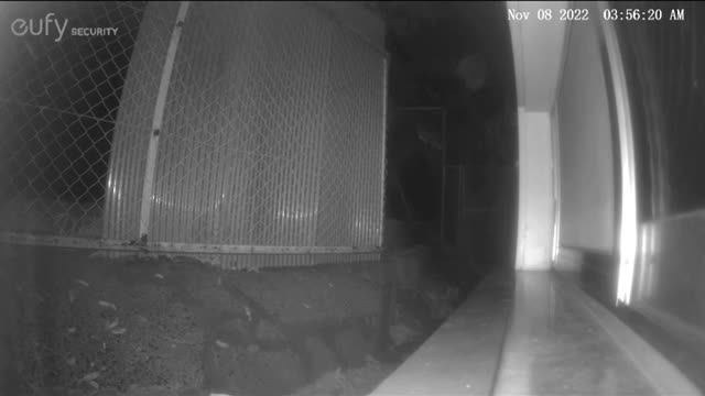 [Monitoring camera] Japanese stray cats (Chiiki-Neko) - Raccoon (Tanuki) - 2022-11-07