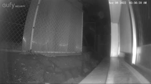 [Monitoring camera] Japanese stray cats (Chiiki-Neko) - Raccoon (Tanuki) - 2022-11-07