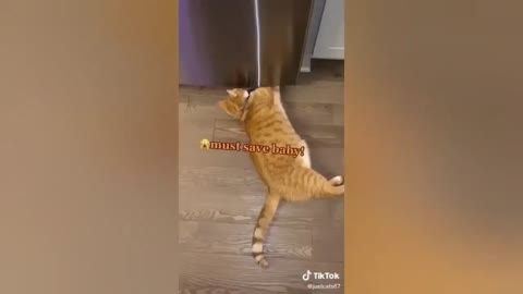 HOUR FUNNY CATS COMPILATION 2022😂_ Funny and Cute Cat Videos😸 ! - 181