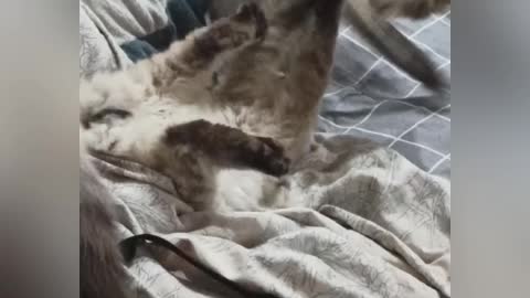 Cute cats