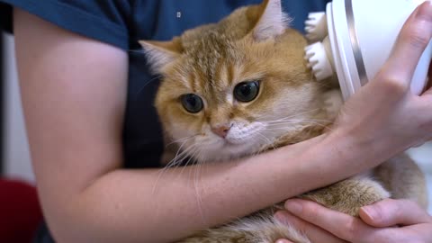 Relax Hosico