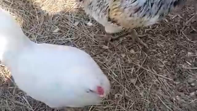 Ark of Grace..WELCOME NEWBIES!!! 5 NEW CHICKENS!