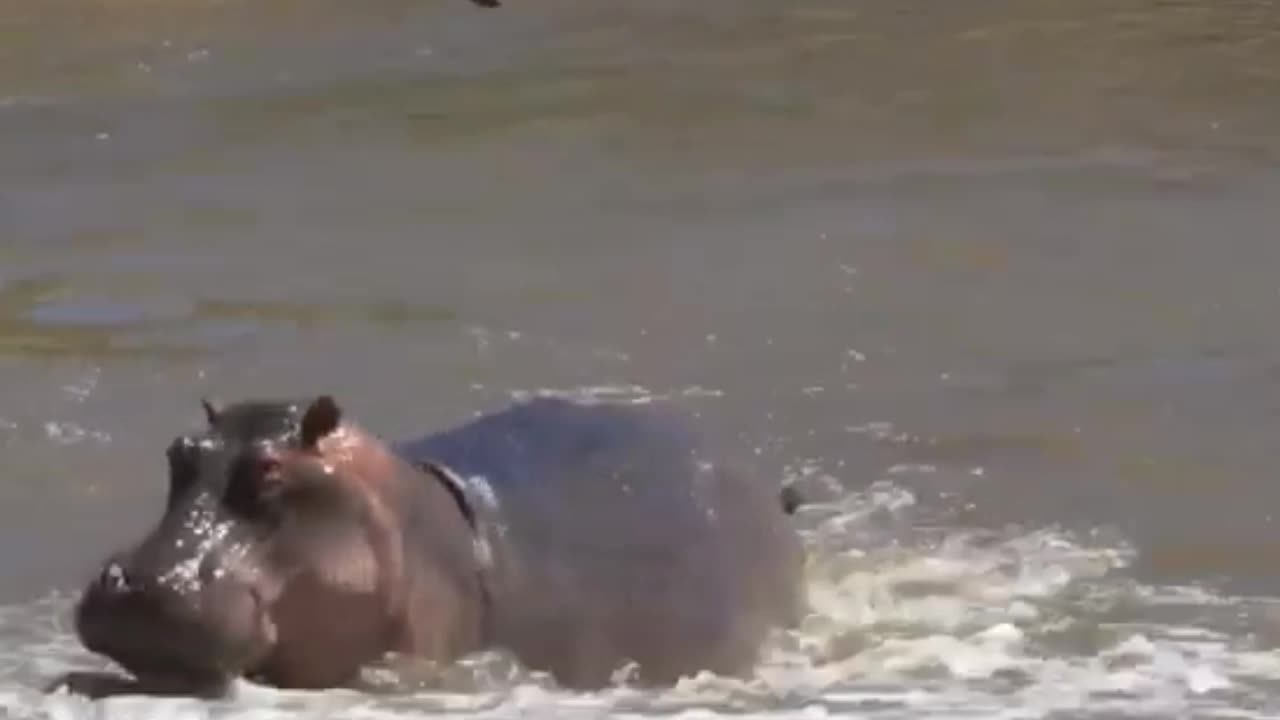 Good life animals