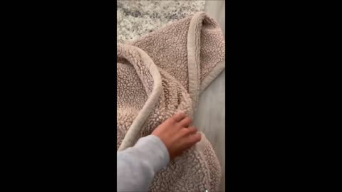 Funny animals - Funny cats / dogs - Funny animal videos 2023 - Part 5/Haypyy Pett