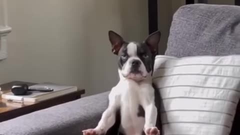 Funny dog animal video