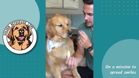 Best Dog Taste Tests of the Year
