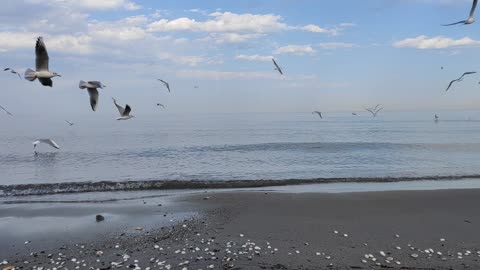 iran,Caspian sea and seagulls