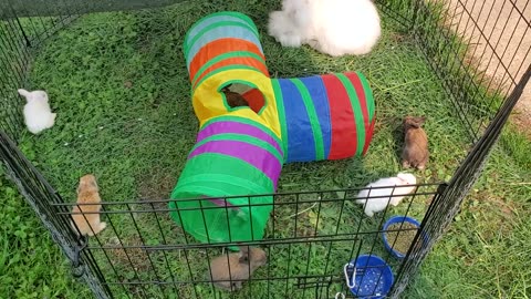 Bunny kits out on grass for the first time