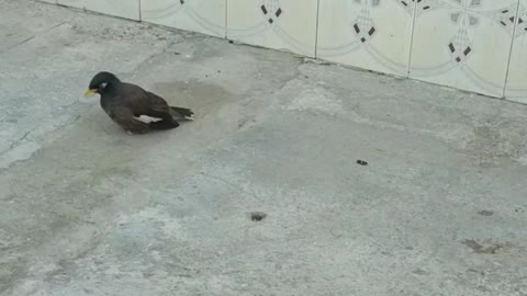 A BIRD WITHOUT LEGS