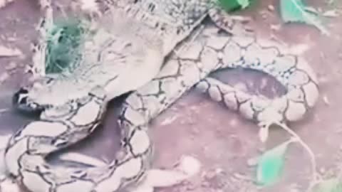 Crocodile snack fight