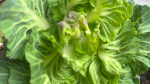 Winter Cabbage!