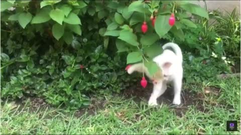 Kitty absolutely loves playing with her hilarious new toy