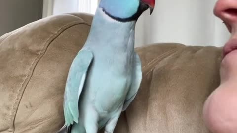 Heart shapped wings means a happy loving bird, even when mom tries to eat him