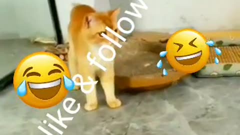 Cat's and duck funny video 📹 🤣 😂 😆 😄 💀