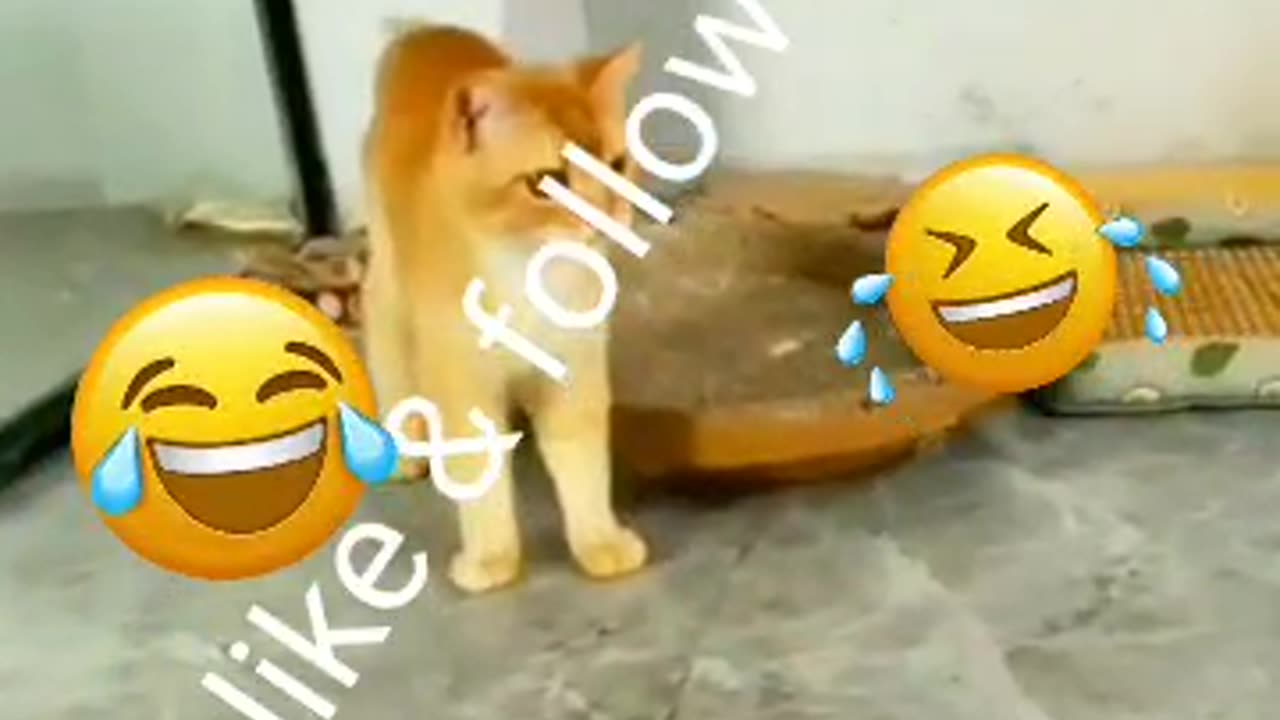 Cat's and duck funny video 📹 🤣 😂 😆 😄 💀