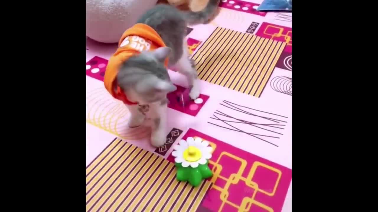 Funniest Animals - Best Of The 2022