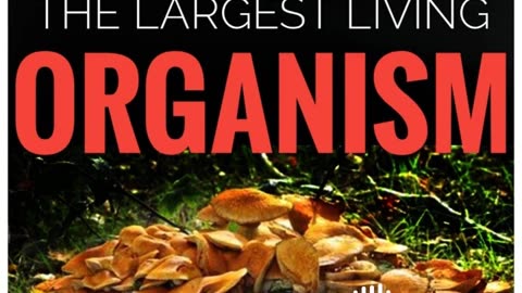 598: "The Largest Living Organism"