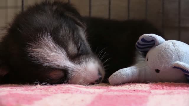 Nice cute dog plays with toys