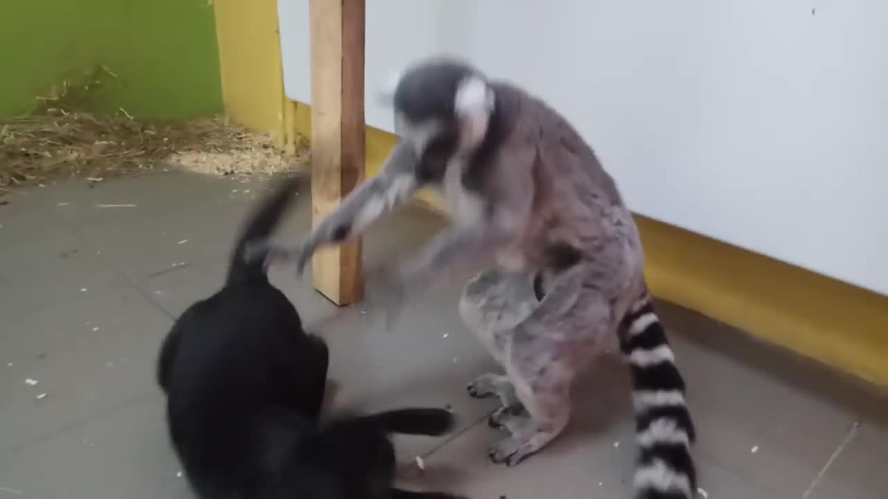 Lemur and cats play