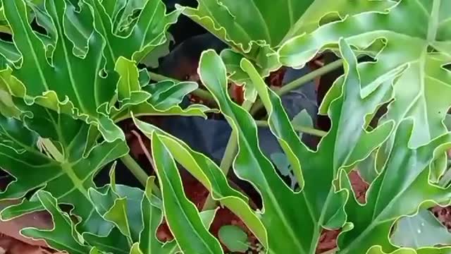 guaimbe #guaimbê #plantaornamental #plantas