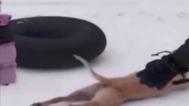 Foreign Animal Video Foreign Animal Funny Video