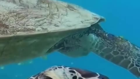 Researchers think climate change is “feminizing"turtles