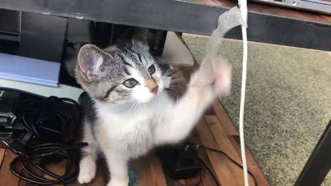 When the cat enjoy