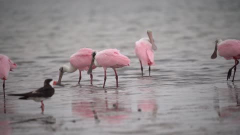 Roseate Spoonbills in Fort DeSoto State Park, Florida