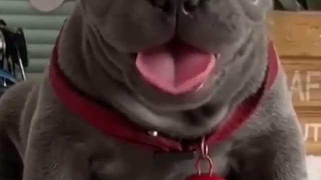 perro bebé-lindo videos - Recopilación casera de perros divertidos video (2021]} 🐶