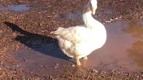 Tater Tot didn’t know what to do about his shadow.