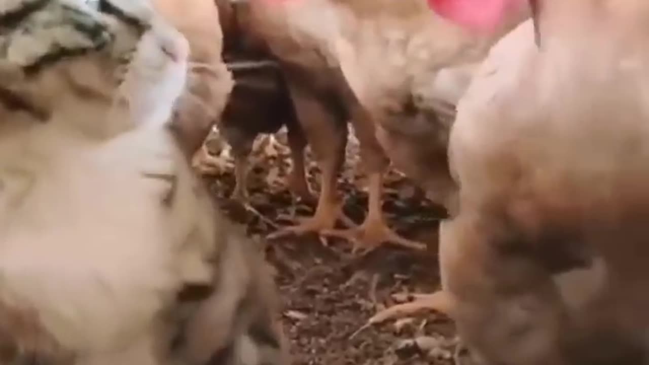 Funny and cute cats