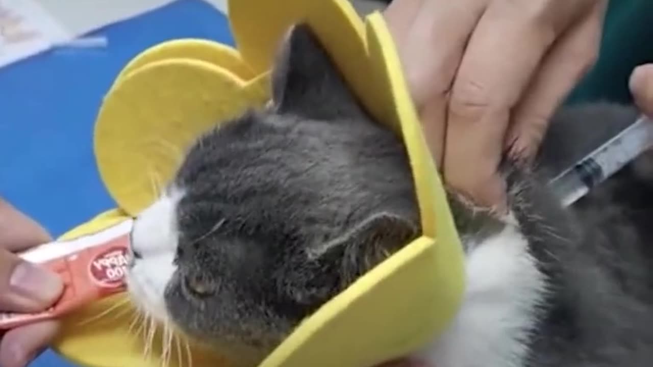 #kitten #animal#funnyvideo