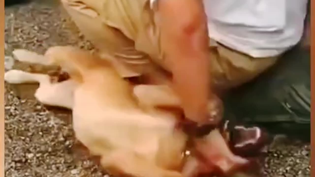 Funny Animals Video