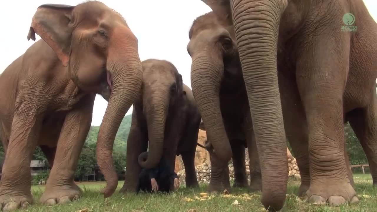 Listen To The Sounds Of Elephants While They Eat - ElephantNews