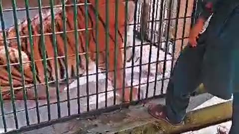 A video of tiger