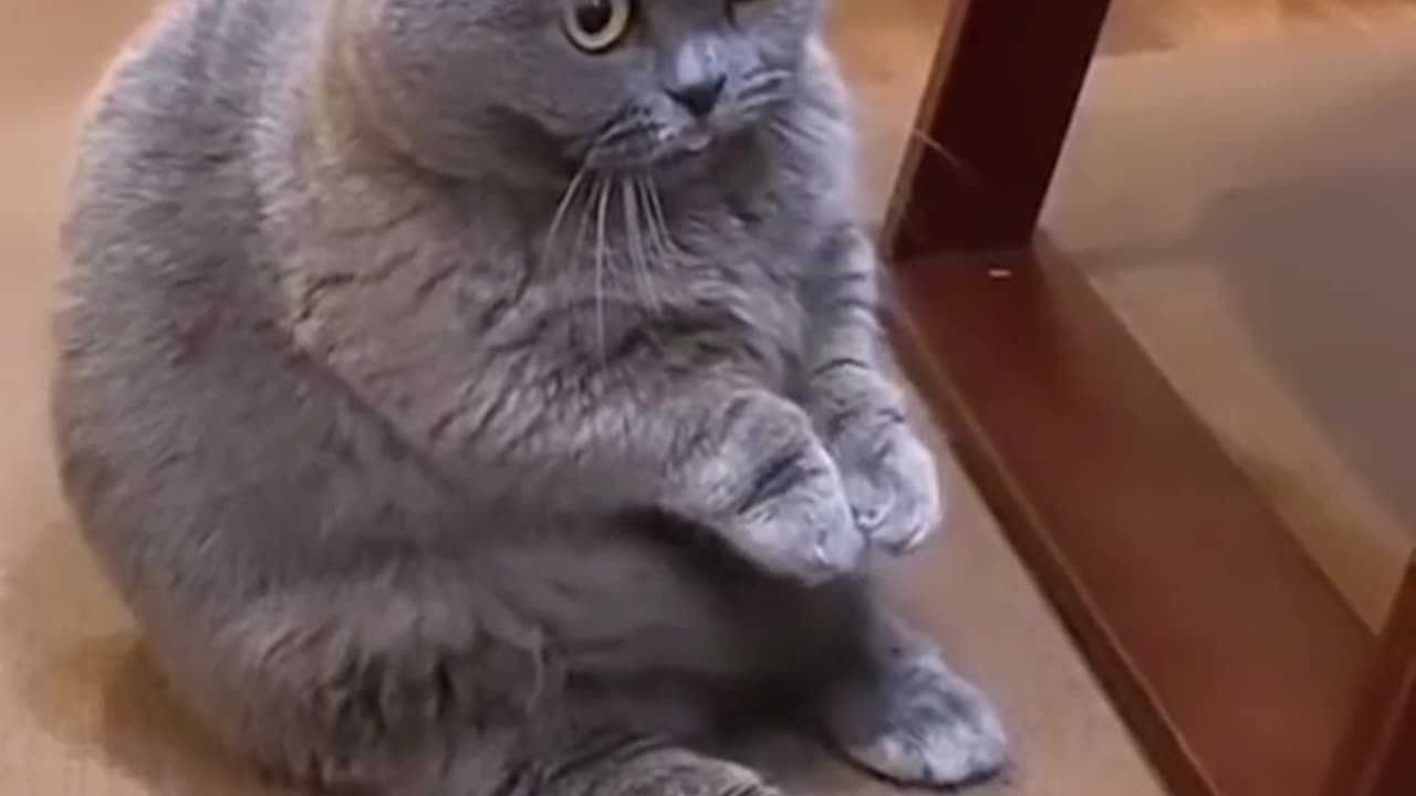 Funniest Animals 2023 😂 Cute baby Cat #8