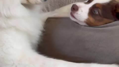 Watch Cute Dog Become a BIG SISTER! SO CUTE!!!!