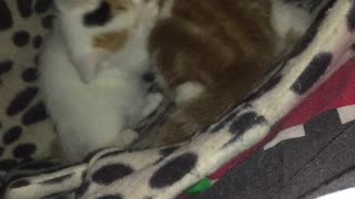 Smol kittens play biting each other, super cute
