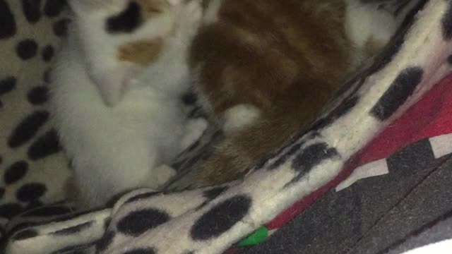 Smol kittens play biting each other, super cute