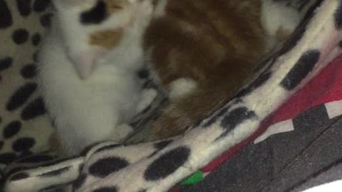 Smol kittens play biting each other, super cute