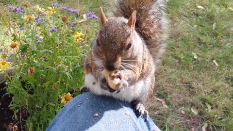 My Squirrel Friend(s) in Montreal