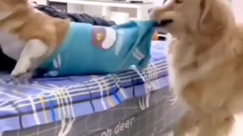 Funny dog