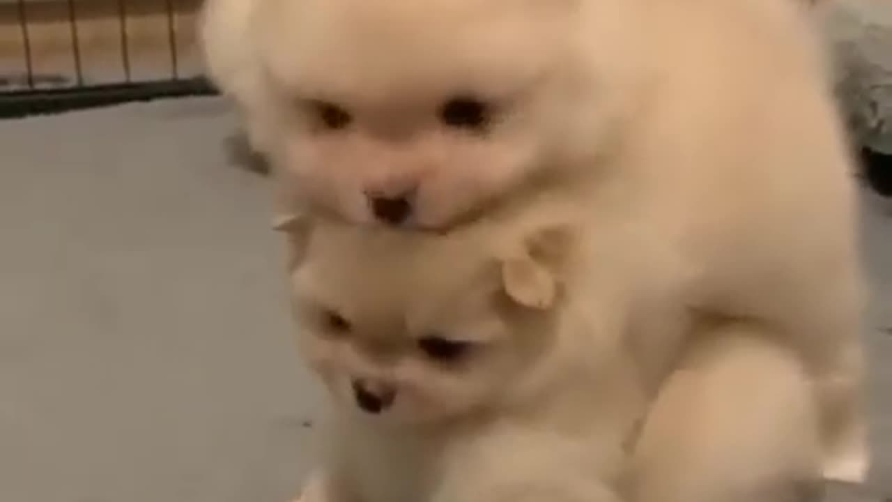 Funny dog