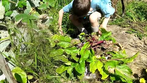 Harvesting and pickling beets