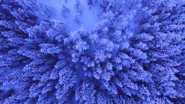 DRON ARRIBA DE LOS ARBOLES NEVADOS