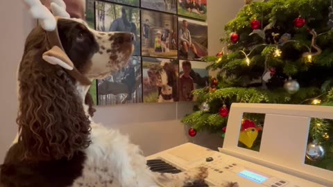 Springer Spaniel Plays Christmas Jingle On Piano